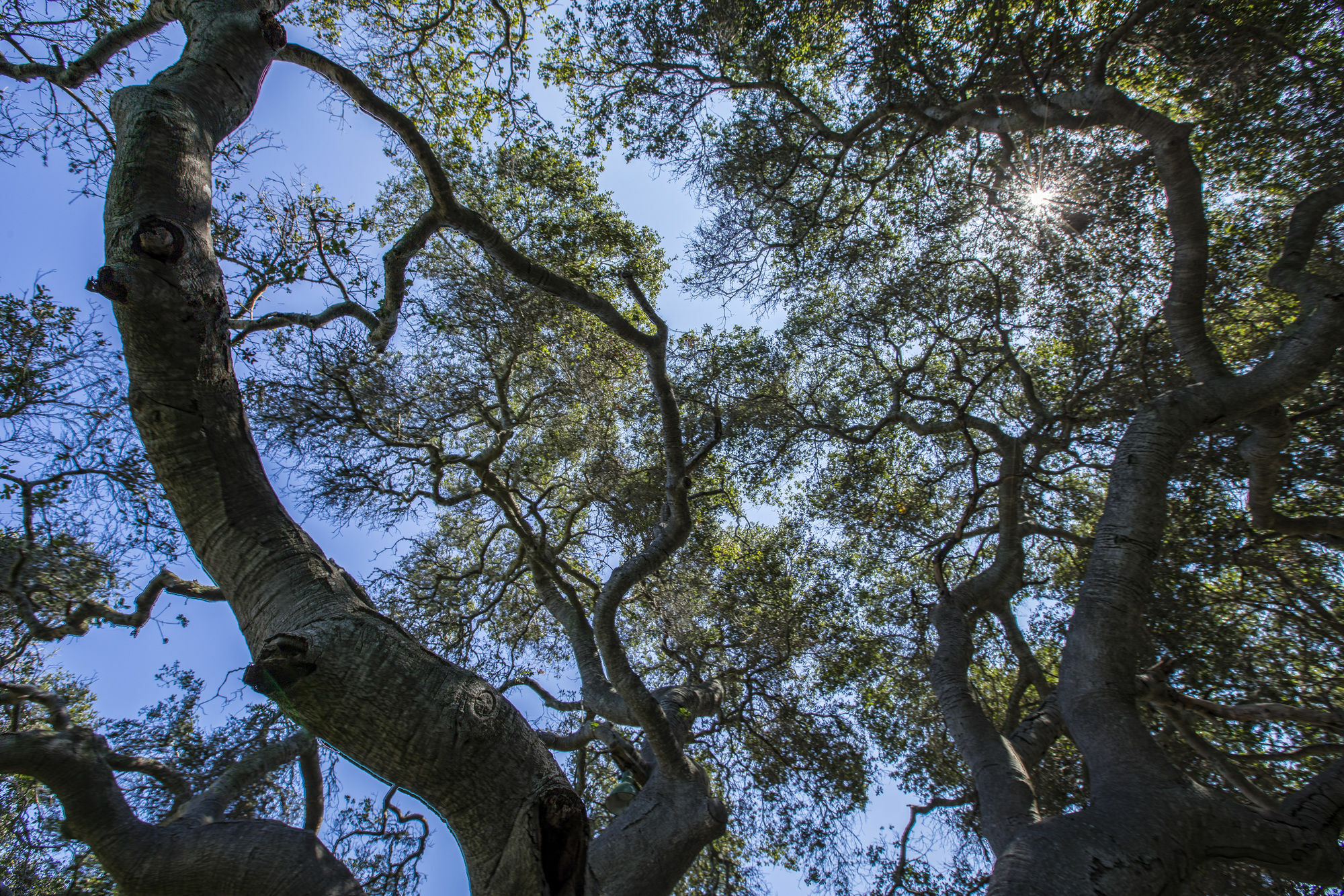 The Blue Sky Lodge Carmel Valley Esterno foto